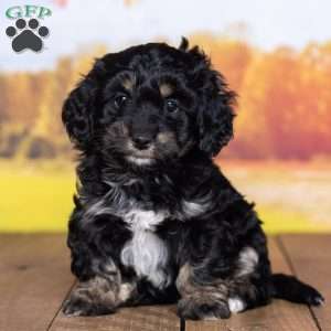 Zoey, Mini Bernedoodle Puppy